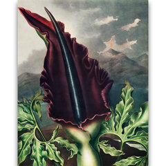 Plakat Dragon Arum, 59x84 cm (A1) цена и информация | Картины, живопись | kaup24.ee