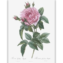 Плакат Роза, 59x84 см (A1), цена и информация | Репродукции, картины | kaup24.ee