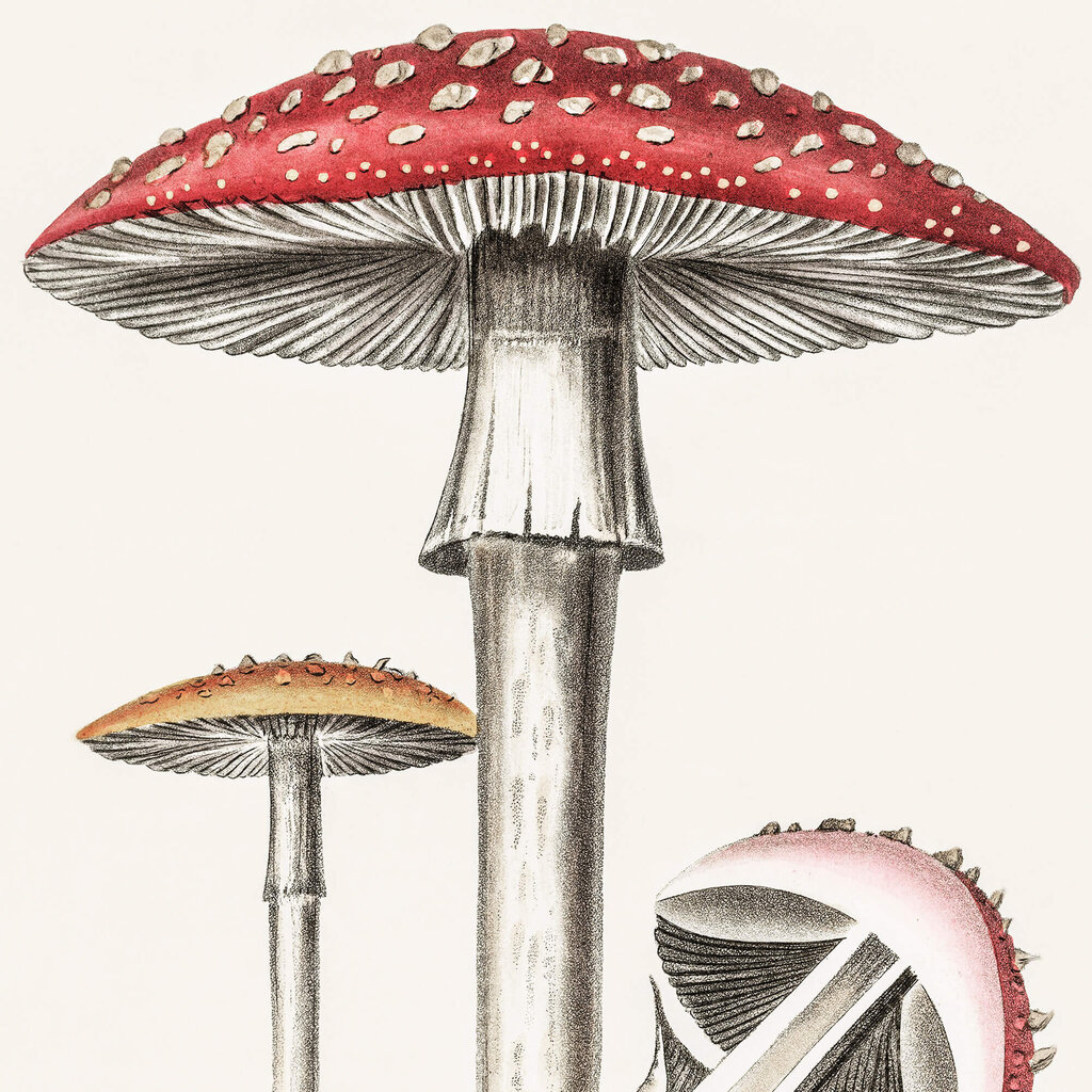 Plakat Amanita, 59x84 cm (A1) hind ja info | Seinapildid | kaup24.ee