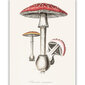 Plakat Amanita, 59x84 cm (A1) hind ja info | Seinapildid | kaup24.ee