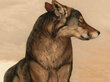 Akeli reproduktsioon - Lone Wolf (Maurice ja Edward Detmold), 40x35 cm цена и информация | Seinapildid | kaup24.ee