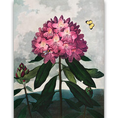 Reproduktsioon „Pontic Rhododendron“ (Robert John Thornton (1808)), 100x70 cm цена и информация | Картины, живопись | kaup24.ee