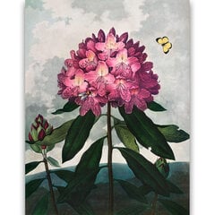 Reproduktsioon „Pontic Rhododendron“ (Robert John Thornton (1808)), 60x80 cm hind ja info | Seinapildid | kaup24.ee