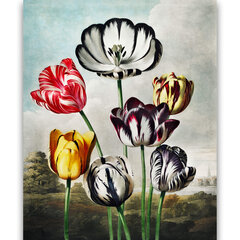 Репродукция Тюльпаны (Роберт Джон Торнтон (1808)), 100x70 см цена и информация | Картины, живопись | kaup24.ee