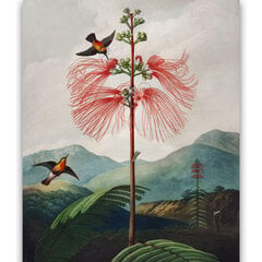 Reproduktsioon Suureõieline tundlik taim (Robert John Thornton (1808)), 30x40 cm цена и информация | Картины, живопись | kaup24.ee