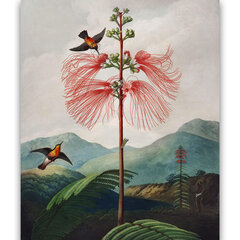 Reproduktsioon Suureõieline tundlik taim (Robert John Thornton (1808)), 40x60 cm цена и информация | Картины, живопись | kaup24.ee