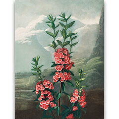 Reproduktsioon kitsaleheline Kalmia (Robert John Thornton, 1808), 100x70 cm цена и информация | Картины, живопись | kaup24.ee