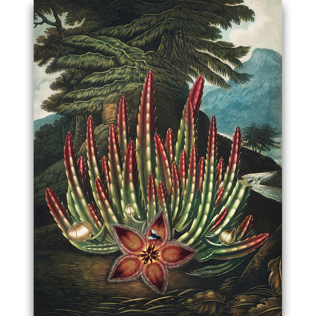 Reproduktsioon The Maggot–Bearing Stapelia (Robert John Thornton (1808)), 100x70 cm hind ja info | Seinapildid | kaup24.ee