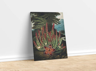 Reproduktsioon The Maggot–Bearing Stapelia (Robert John Thornton (1808)), 100x70 cm hind ja info | Seinapildid | kaup24.ee