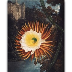Reproduktsioon "Night Cereus" (Robert John Thornton, 1808), 40x60 cm цена и информация | Картины, живопись | kaup24.ee