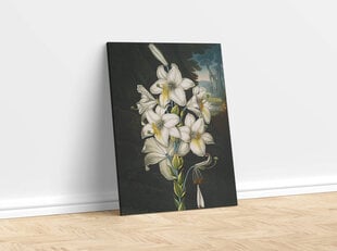 Репродукция Белая лилия (Роберт Джон Торнтон (1808)), 100x70 см цена и информация | Картины, живопись | kaup24.ee