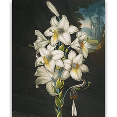 Репродукция Белая лилия (Роберт Джон Торнтон (1808)), 60x80 см цена и информация | Картины, живопись | kaup24.ee