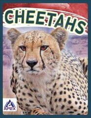 Wild Cats: Cheetahs hind ja info | Noortekirjandus | kaup24.ee