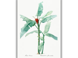 Reproduktsioon Vintage botaanika: Banaanipuu, 100x70 cm цена и информация | Картины, живопись | kaup24.ee