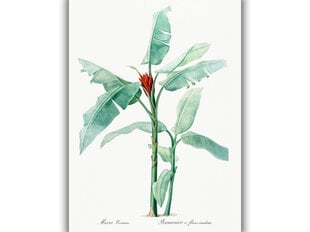 Reproduktsioon Vintage botaanika: Banaanipuu, 60x80 cm цена и информация | Картины, живопись | kaup24.ee