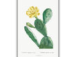 Reproduktsioon Vintage botaanika: Opuntia, 60x80 cm цена и информация | Seinapildid | kaup24.ee