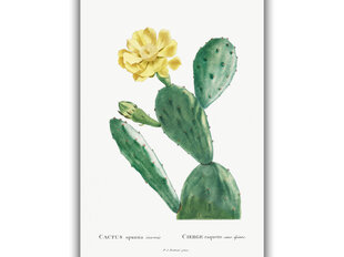 Reproduktsioon Vintage botaanika: Opuntia, 40x60 cm hind ja info | Seinapildid | kaup24.ee