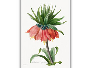 Reproduktsioon Vintage botaanika: Harilik püvilill, 60x80 cm цена и информация | Картины, живопись | kaup24.ee