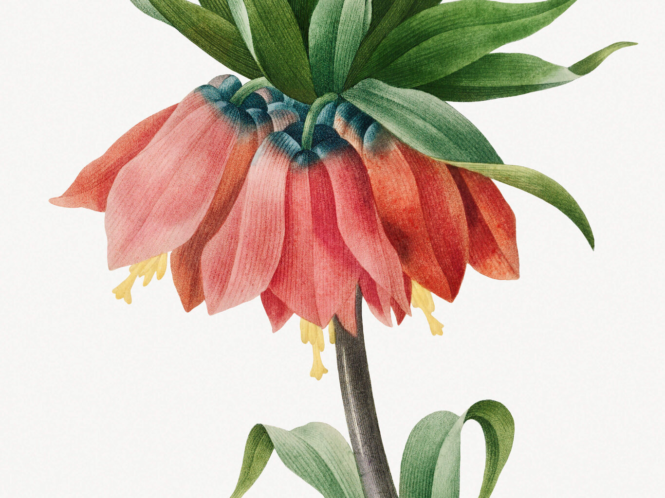 Reproduktsioon Vintage botaanika: Harilik püvilill, 40x60 cm цена и информация | Seinapildid | kaup24.ee