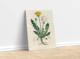 Reproduktsioon Vintage botaanika: Võilill, 40x60 cm hind ja info | Seinapildid | kaup24.ee