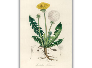 Reproduktsioon Vintage botaanika: Võilill, 40x60 cm цена и информация | Картины, живопись | kaup24.ee