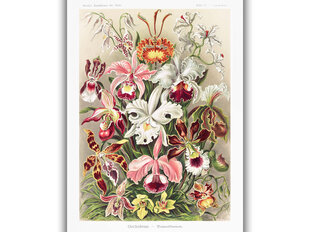 Reproduktsioon Vintage botaanika: Orhideed, 100x70 cm hind ja info | Seinapildid | kaup24.ee