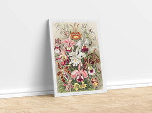 Reproduktsioon Vintage botaanika: Orhideed, 100x70 cm цена и информация | Картины, живопись | kaup24.ee