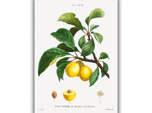 Reproduktsioon Vintage botaanika: Ploom, 40x60 cm hind ja info | Seinapildid | kaup24.ee