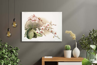 Reproduktsioon Vintage botaanika: Orhidee, 100x70 cm цена и информация | Картины, живопись | kaup24.ee