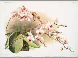 Reproduktsioon Vintage botaanika: Orhidee, 100x70 cm цена и информация | Картины, живопись | kaup24.ee