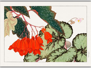 Reproduktsioon Vintage botaanika: Begoonia, 100x70 cm цена и информация | Картины, живопись | kaup24.ee