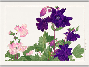 Reproduktsioon Vintage botaanika: Aquilegia, 100x70 cm цена и информация | Картины, живопись | kaup24.ee