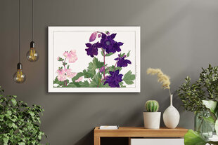 Reproduktsioon Vintage botaanika: Aquilegia, 30x40 cm цена и информация | Картины, живопись | kaup24.ee