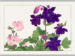 Reproduktsioon Vintage botaanika: Aquilegia, 30x40 cm цена и информация | Картины, живопись | kaup24.ee