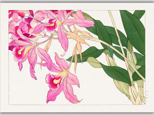 Reproduktsioon Vintage botaanika: Lelia, 60x80 cm hind ja info | Seinapildid | kaup24.ee