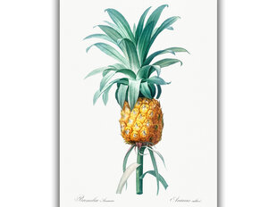 Reproduktsioon Vintage botaanika: Ananass, 60x80 cm hind ja info | Seinapildid | kaup24.ee