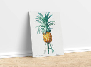 Reproduktsioon Vintage botaanika: Ananass, 60x80 cm hind ja info | Seinapildid | kaup24.ee
