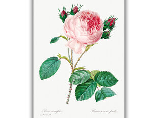 Reproduktsioon Vintage botaanika: Kapsaroos, 40x60 cm hind ja info | Seinapildid | kaup24.ee