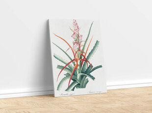 Reproduktsioon Vintage botaanika: Aloe vera, 60x80 cm hind ja info | Seinapildid | kaup24.ee