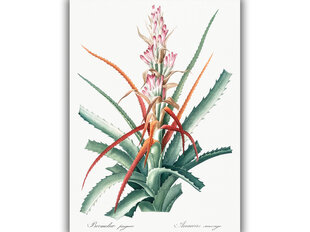 Reproduktsioon Vintage botaanika: Aloe vera, 30x40 cm hind ja info | Seinapildid | kaup24.ee