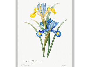 Reproduktsioon Vintage botaanika: Iiris, 100x70 cm hind ja info | Seinapildid | kaup24.ee