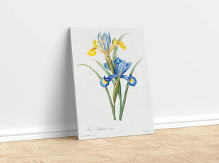 Reproduktsioon Vintage botaanika: Iiris, 100x70 cm hind ja info | Seinapildid | kaup24.ee