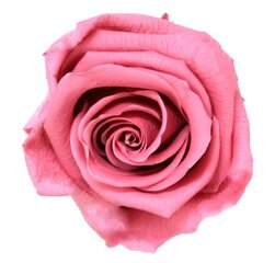 Dekoratiivne roos Amorosa Standard Cherry Blossom цена и информация | Спящие стабилизированные розы, растения | kaup24.ee