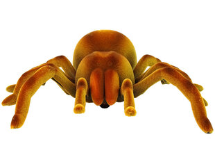 Lean toys Kaugjuhtimispuldiga Spider Tarantula Infrared Brown R/C цена и информация | Развивающие игрушки | kaup24.ee