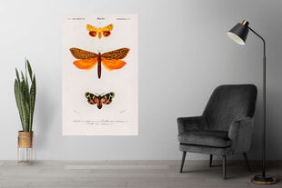 Плакат Бабочки IX, 59x84 см (A1), Wolf Kult цена и информация | Картины, живопись | kaup24.ee
