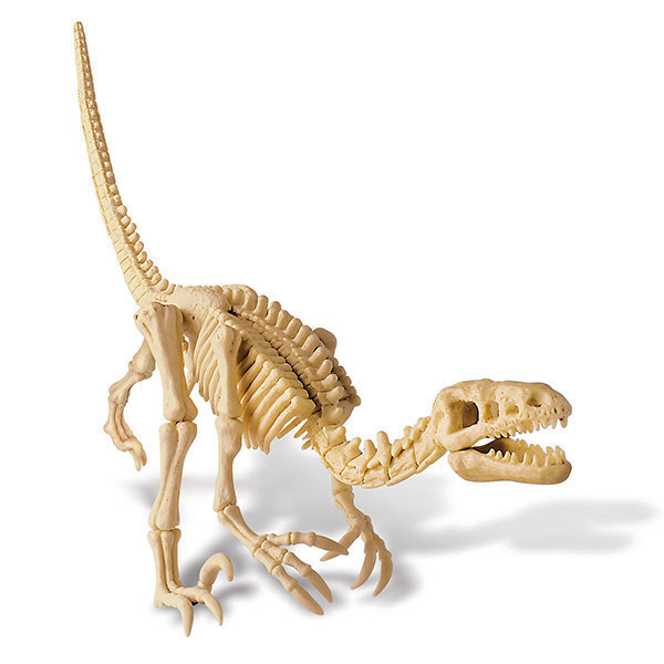 4M KIDZ LABS Velociraptori luukere hind ja info | Arendavad mänguasjad | kaup24.ee