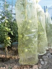 Защитная трубчатая пленка для выращивания томатов MR. TOMATO 0,60 x 10 м цена и информация | Садовые инструменты | kaup24.ee