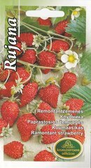 Клубника RUJANA. Семена клубники цена и информация | Семена овощей, ягод | kaup24.ee