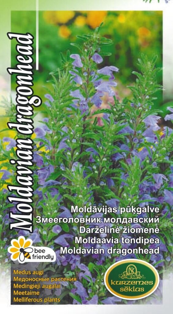 Moldaavia tondipea (valkjas tondipea) hind ja info | Maitsetaimede seemned | kaup24.ee