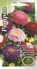 Астры Помпона цена и информация | Зайцехвост яйцевидный | kaup24.ee